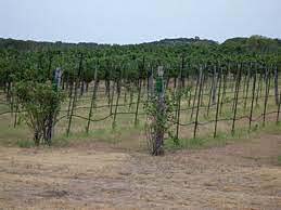 Vineyards